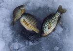Channels with brush or down trees are a good choice for ice-out crappie or bluegills.